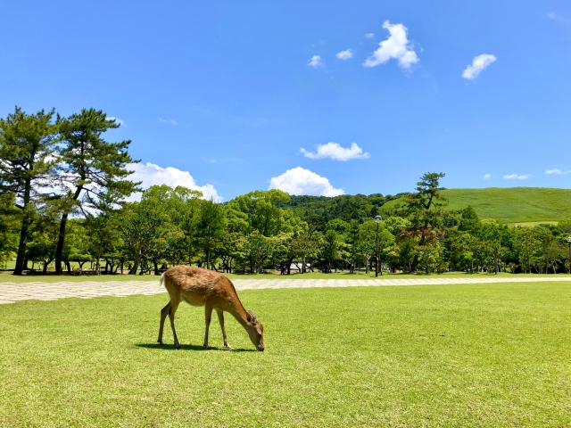奈良県の引越しで使える助成金は？申請の流れと注意点を解説