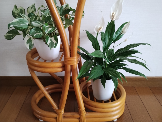 【観葉植物の引越し】枯らさない梱包方法から業者依頼、自分で運ぶ注意点まで解説